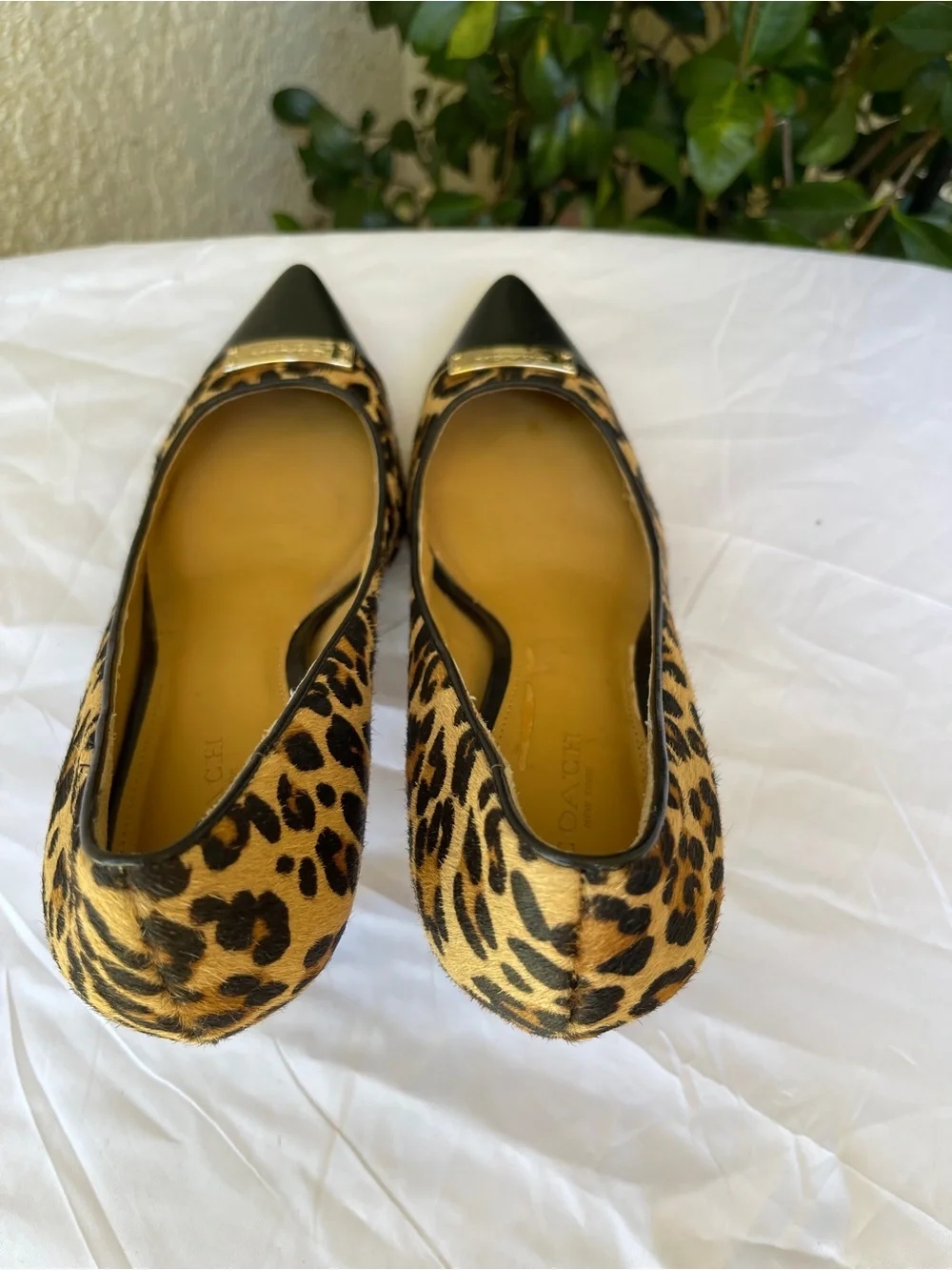 COACH Zan Leopard-Print Calf Hair Pointed Toe Pumps with Black leather